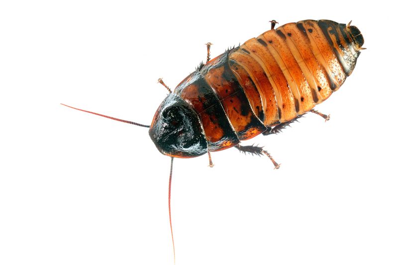 pest removal in East Dublin 31027 post thumbnail image