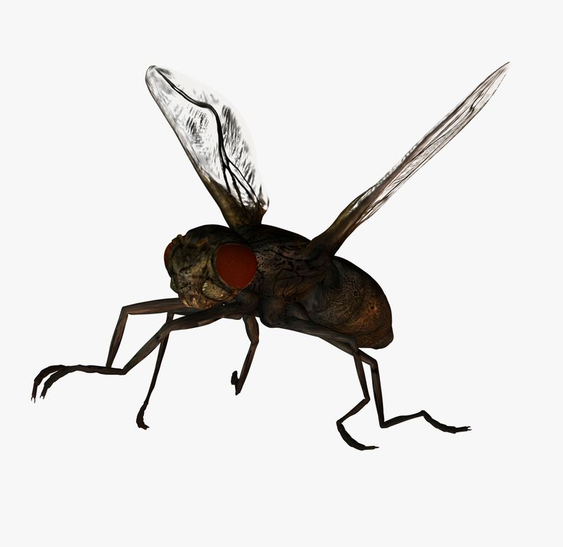 insect exterminator in Jolon 93928 post thumbnail image