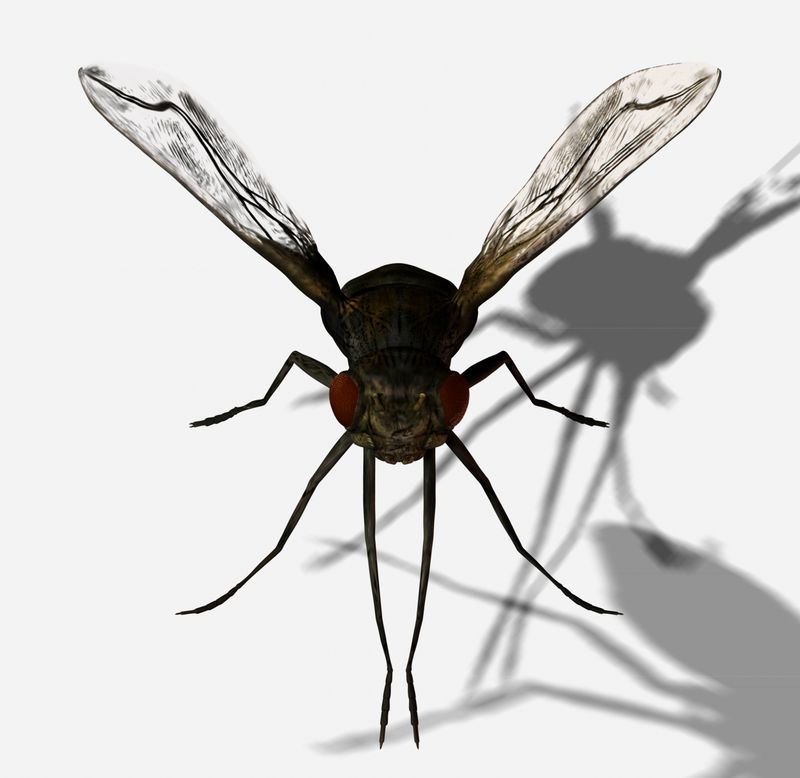 insect exterminator in Corinth 12822 post thumbnail image