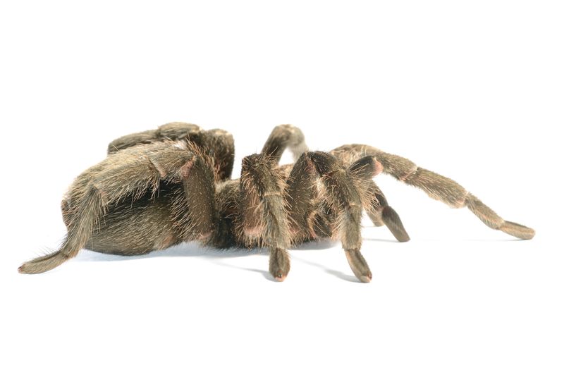 pest removal in Van Buren 72957 post thumbnail image